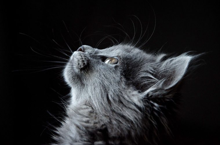 gatto grigio su fondo nero